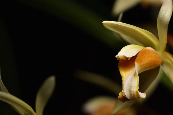 Yellow wild orchid,dark background.Five petals of yellow petals.The pistils are white and maroon and yellow.Yellow stamens on top.The flower is a bouquet.Found in the wild in Thailand.