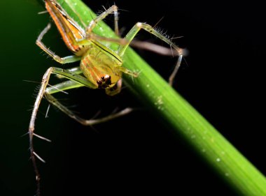 Örümcek uzun bacakları vardır. Yeşil ve turuncu örümcekler siyah bir çizgi paralel vücuda sahip. Kalça portakal vardır ve beyaz. Uzun bacakları ile keskin dikenler. Sekiz bacakları ve sekiz gözleri vardır. Eastland alışveriş merkezi içinde bulunan.