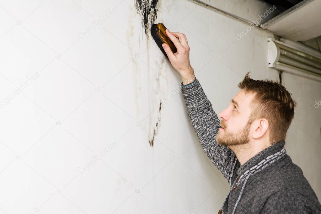 Bearded man removes black mold on the wall after leakage