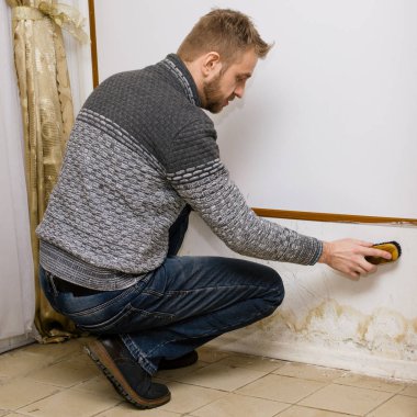 Bearded man removes black mold on the wall after leakage clipart
