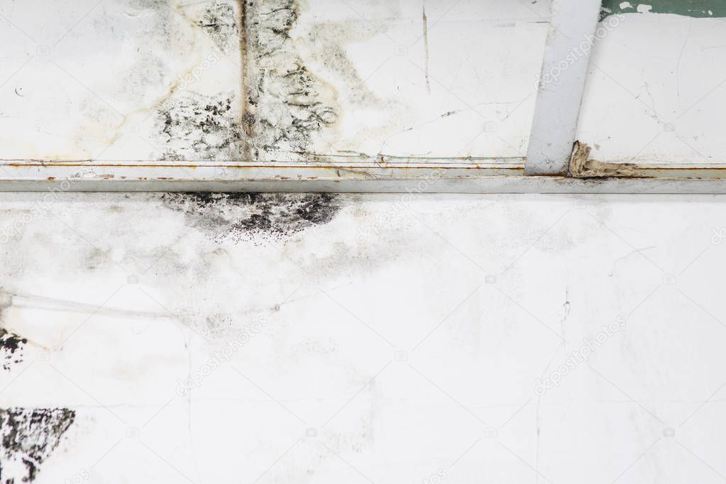 Big wet spots and black mold on the wall of the domestic house room after heavy rain and lot of water