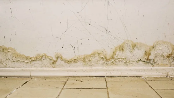 Big wet spots and black mold on the wall of the domestic house room after heavy rain and lot of water — Stock Image Big wet spots and black mold on the wall of the domestic house room after heavy rain and lot of water Stock Picture