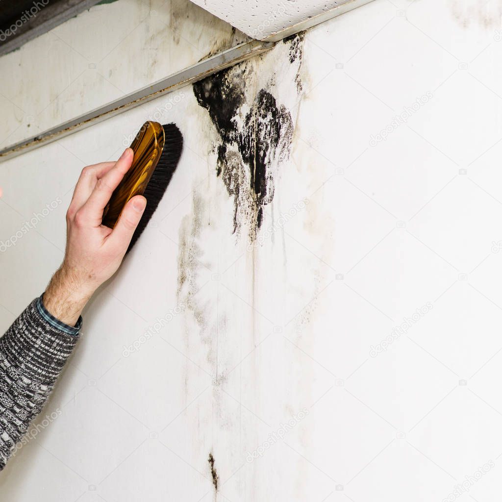 man's hand removes black mold on the wall after leakage