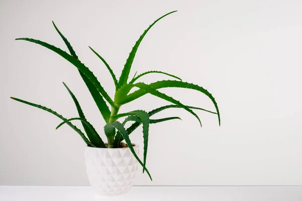 Aloe vera plant isolated on white.