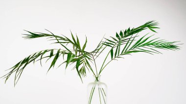 beyaz bir arka planda su ile bir cam vazo bir Oda palmiye ağacının yeşil yaprakları