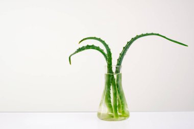 Aloe Vera su ile bir cam vazo beyaz bir arka plan üzerinde.