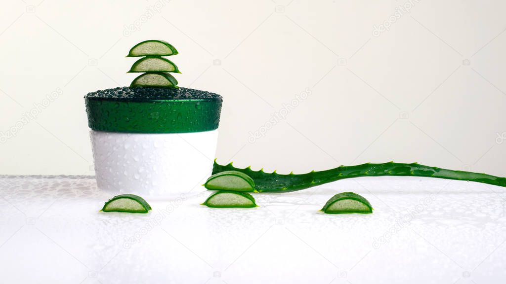 Aloe Vera is an evergreen, perennial, succulent plant with spear-shaped leaves, decorated with thorns at the edges