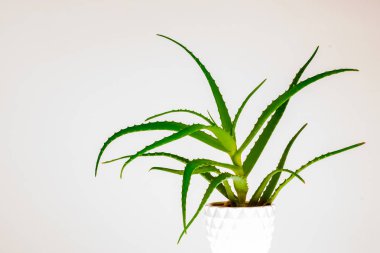 aloe vera bitkisi beyaz üzerine izole.