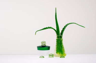 Beyaz arka planda Aloe Vera. Alternatif Tıp konsepti