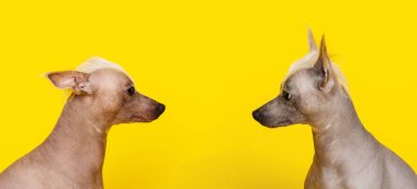 Sarı arka planda birbirlerine bakarak iki Çinli Crested köpekler profilinde portre