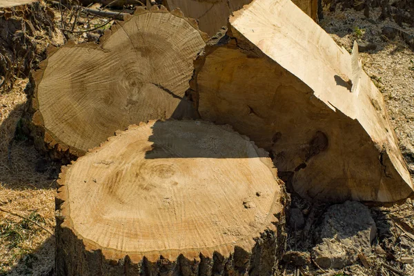 Το κούτσουρο και τα στοιβαγμένα κομμάτια ξύλου. Η έννοια της καταστροφής των δασών και των δέντρων. — Φωτογραφία Αρχείου