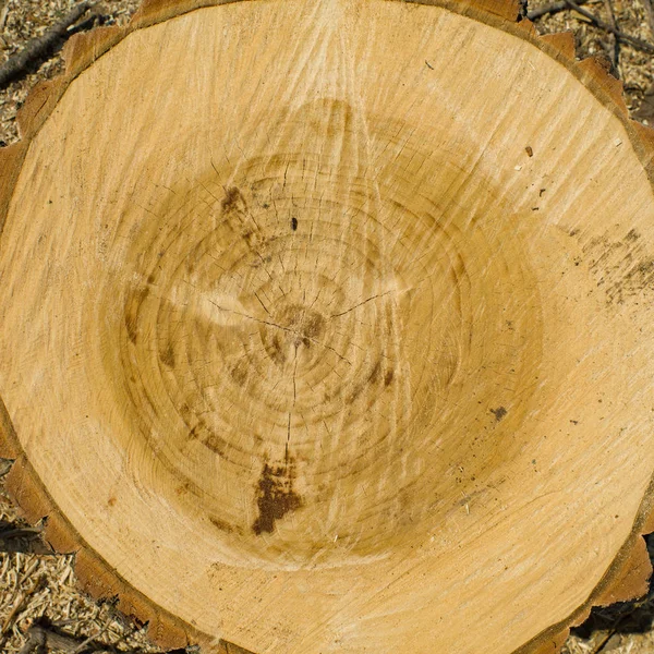 Ραγισμένος κορμός δέντρων πεύκου σε εγκάρσια τομή — Φωτογραφία Αρχείου