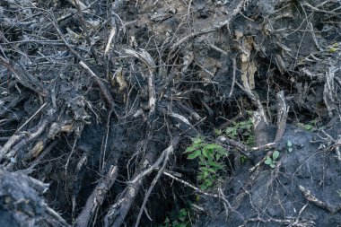 Yakın çekim Sökülmüş ağaç kökleri. Ormansızlaşma kavramı.