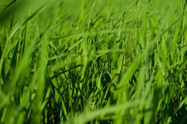 Yeşil çimen doğal arkaplan dokusu, arka plan için çimen