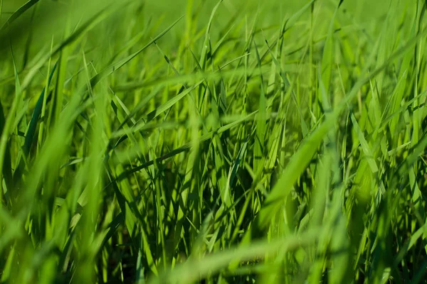 Yeşil çimen doğal arkaplan dokusu, arka plan için çimen