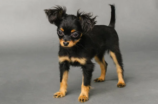 Söt valp av ryska Toy terrier på en grå bakgrund. — Stockfoto