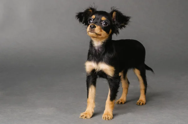 Söt valp av ryska Toy terrier på en grå bakgrund. — Stockfoto