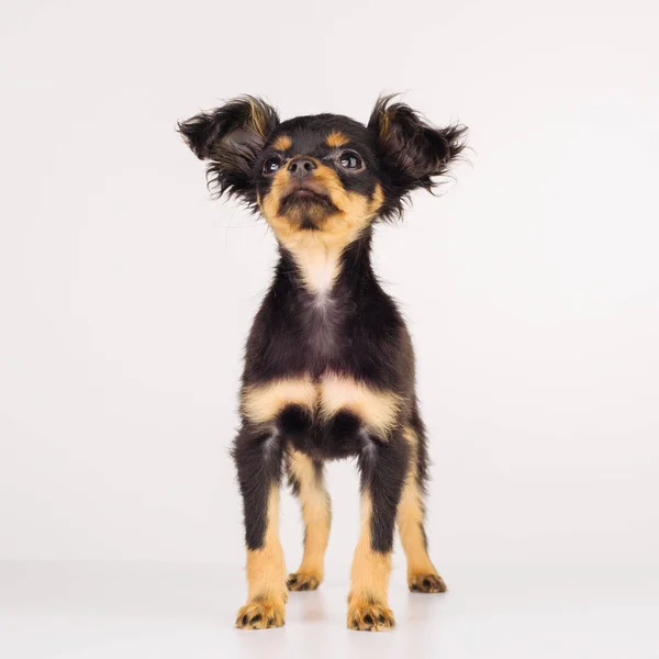 Rolig ung valp av ryska Toy terrier på en vit bakgrund. — Stockfoto