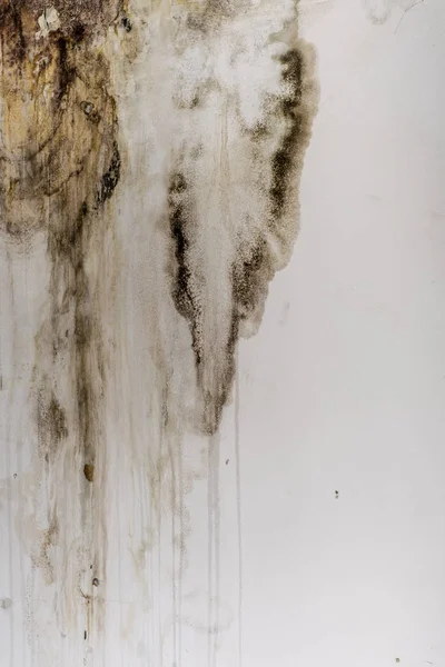 Big wet spots and black mold on the wall of the domestic house room after heavy rain and lot of water — Stock Image Big wet spots and black mold on the wall of the domestic house room after heavy rain and lot of water Stock Photo