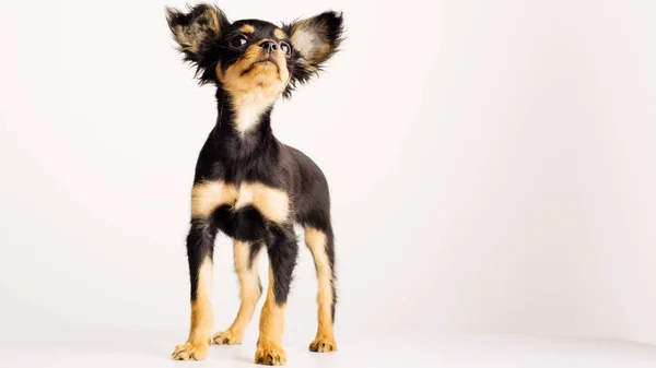 Rolig ung valp av ryska Toy terrier på en vit bakgrund. — Stockfoto