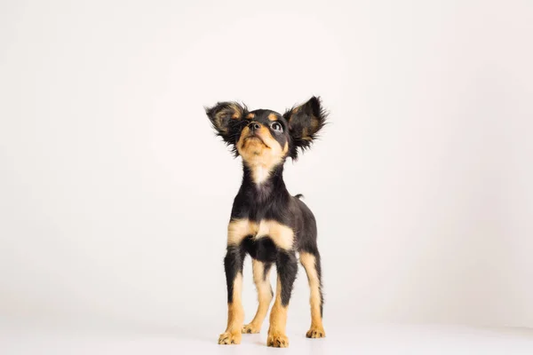 Rolig ung valp av ryska Toy terrier på en vit bakgrund. — Stockfoto