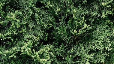 Thuja'nın yeşil dalları. Güzel doğal arka plan