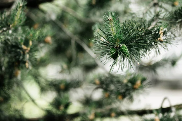 Dalda yeşilçam kozakları var. Odak dışında arka planda kozalaklı dallar