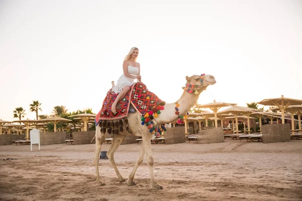 Веселая Молодая Женщина Едет Верблюде Пляже — стоковое фото