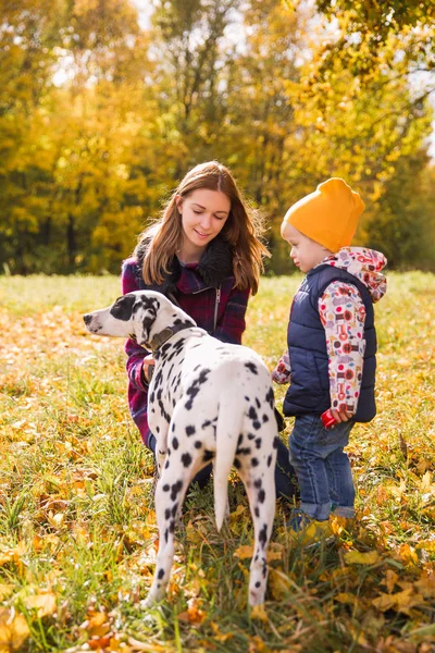 The little cute boy playing with elder sister and their friend dalmatian dog on nature