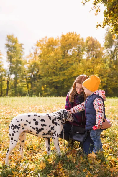 The little cute boy walking with elder sister and their friend dalmatian dog on nature and they stroking the dog