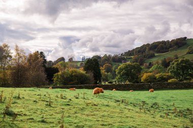 Koyunları arazide iyi görünümü