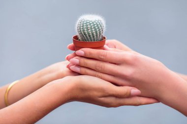 Yakın çekim dört kadınların elleri küçük saksı açık tutmak