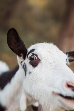 Keçi yüzünü kapatmak