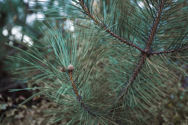 Close Branches Pine — Stock Photo, Image