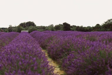 İnanılmaz lavanta tarlası manzarası 