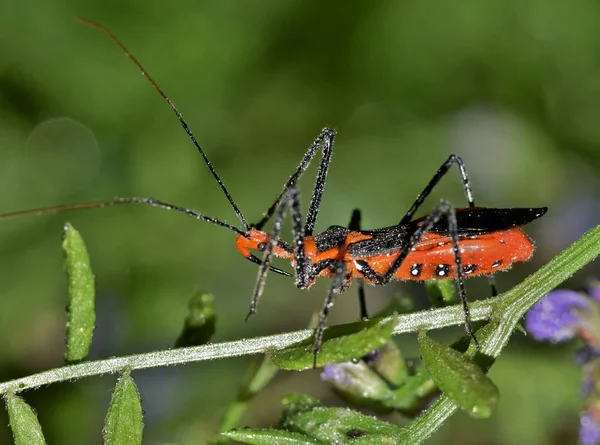 马利筋刺客臭虫是捕食性昆虫 经常躺在等待植被和刺穿昆虫来太近 有许多种类的刺客臭虫 这一个更喜欢有毒植物 — 图库照片