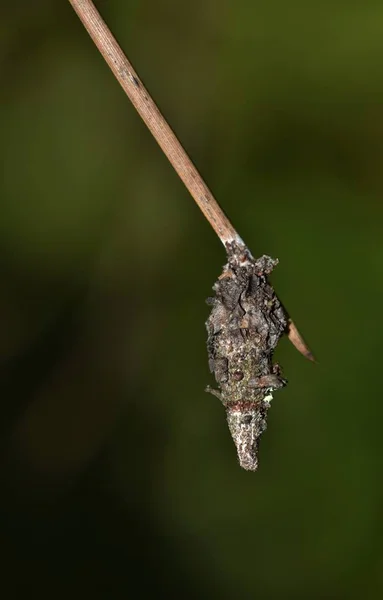 挂在死松针上的 Bagworm 这些毛虫使用死植物材料和树皮线他们的茧与 — 图库照片