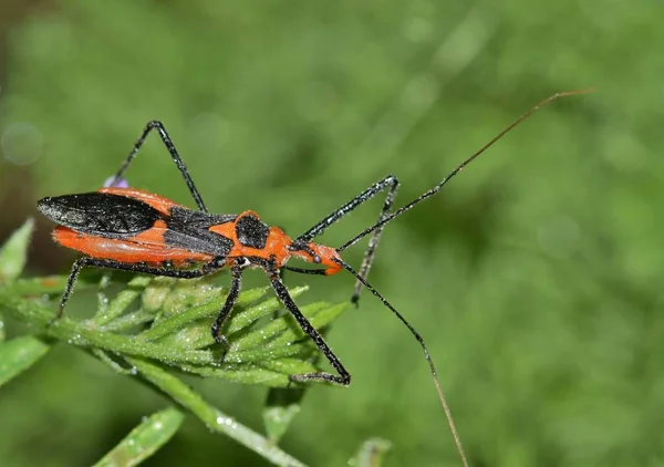 Bugs Assassinos São Comuns Nos Eua Alimentam Insetos Emboscam Nos — Fotografia de Stock