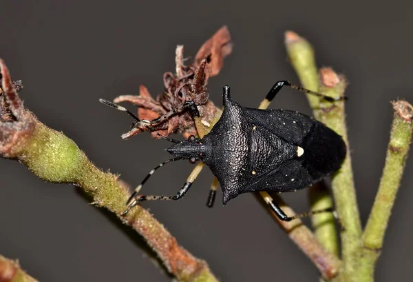 Los Insectos Apestosos Negros Proxys Punctulatus Son Relativamente Poco Comunes — Foto de Stock