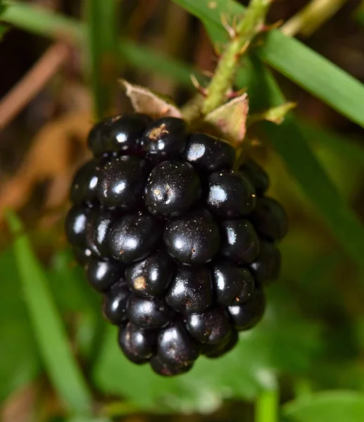 Wilde Brombeeren Sind Ein Häufiger Anblick Inmitten Von Wildblumen Uns — Stockfoto