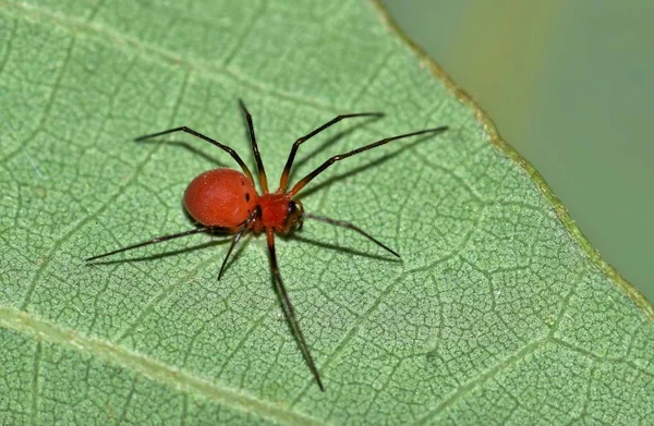 Black Tailed Červený List Weaver Spider Říká Jim Protože Oni — Stock fotografie