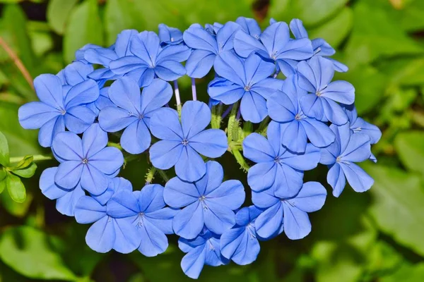 Plumbago Azul Flores Plumbago Auriculata Contra Fundo Verde Estas Flores — Fotografia de Stock