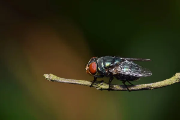 Een Groene Fles Vlieg Lucilia Sericata Rust Een Takje Deze — Stockfoto