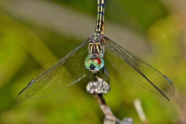 Una Libellula Riposo Vista Frontale Con Ali Abbassate — Foto Stock