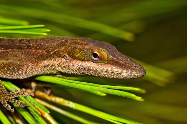 Коричневая ящерица анола (Anolis) вытыкает голову из-под глыбы сосновой иголочки в поисках насекомых-хищников или, может быть, просто для того, чтобы попозировать.
.