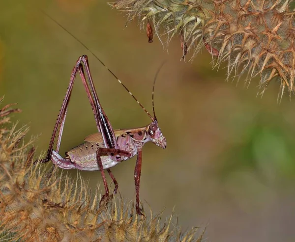 Arbusto Marrón Rojizo Katydid Sentado Trébol Carmesí Moribundo Flor Silvestre —  Fotos de Stock