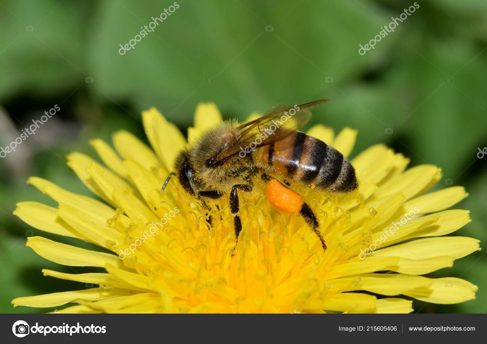 Side View Honey Bee Collecting Pollen Yellow Dandelion Flower Bee — Stock  Photo © Stroppy1 #215605406