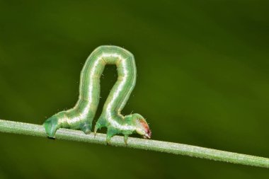 Çam iğne üzerinde döngü INCHworm. Tırtıllar büyüleyici yaratıklardır. Teknik olarak değil tırtıllar, bu larvaların çok boyunca, görünüşte inching tarafından 