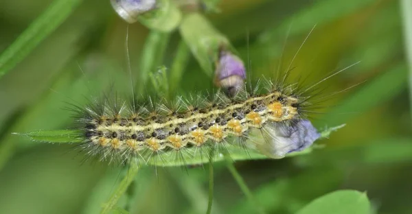 Una Pequeña Oruga Peluda Alimentándose Parche Vetch Durante Una Cálida — Foto de Stock