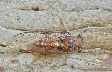 Bir erkek Cicada (Megatibicen figuratus) olarak görülen bir üst görünümden çevresi, bu ağaç kabuğu bir parça varlık karıştırma.